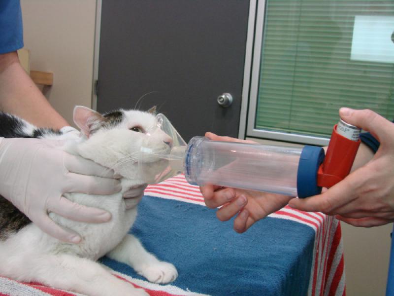 Figura 9. Administración de fluticasona en un gato con bronquitis crónica.