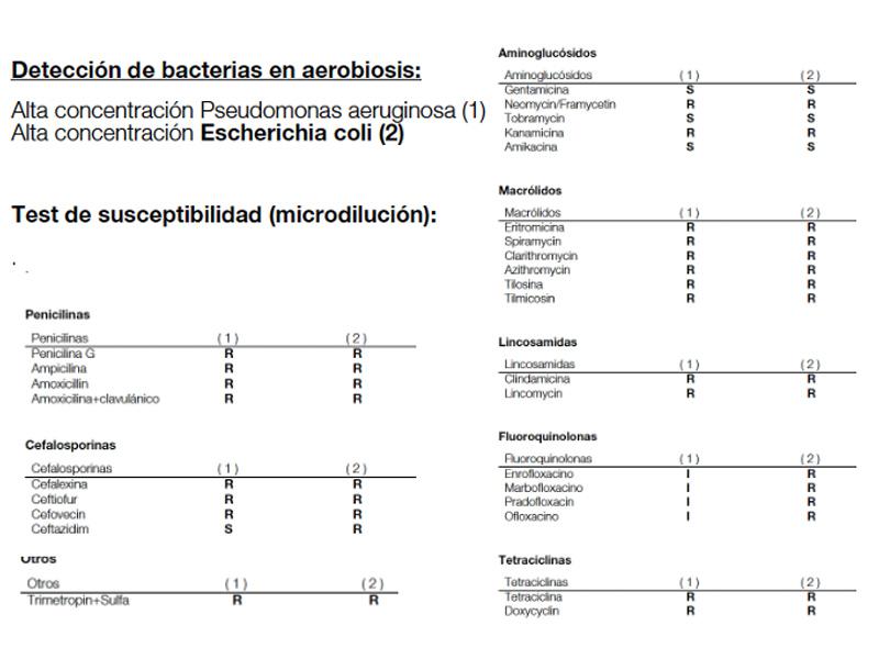 Figura 9. Antibiograma de muestra de cápsula bacteriana de absceso mandibular en conejo con presencia de Pseudomona y Escherichia multirresistente.