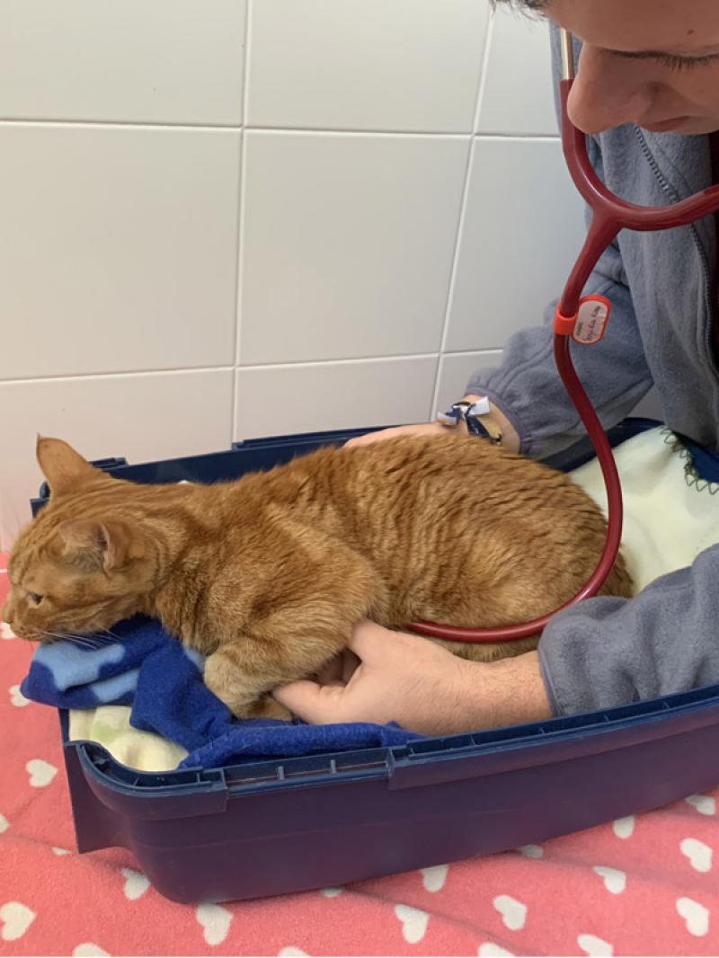 Figura 9: Auscultación cardiaca en un gato colocándose detrás del paciente y manteniendo al gato sobre la mitad inferior del transportín.