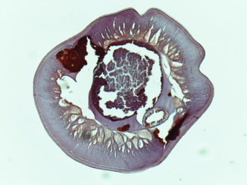 Figura 9. Corte histológico transversal de un gusano hembra de Dirofilaria immitis, teñido mediante técnicas de inmunohistoquímica anti-WSP. Las poblaciones de Wolbachia se observan de color rojo oscuro, presentes en los cordones laterales y en el tejido ovárico.