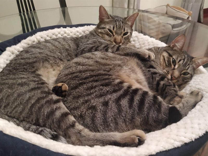 Figura 9. Gatos descansando juntos. Fotografía cedida por tutora.