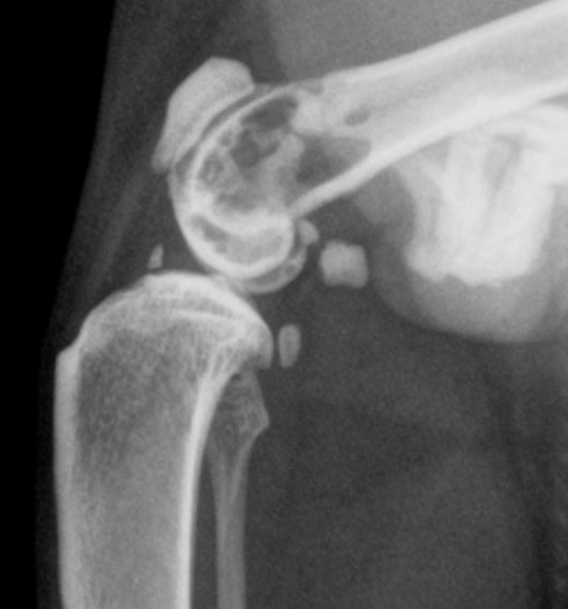 Figura 9. Radiografia de rodilla en proyección medio-lateral. Lesión osteolítica en fémur distal. (Cortesía de Raquel Salgüero, Hospital Veterinario Puchol).