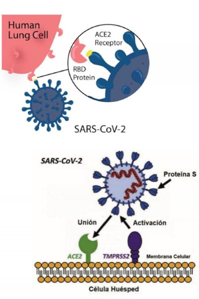 Figura 9. Reconocimiento de ACE2 y mecanismo de entrada de SARS-CoV-2. La proteína S reconoce y se une al receptor ACE2 por medio del dominio RBD. Posteriormente, la proteína de S es procesada proteolíticamente por TMPRSS2 produciéndose la separación del dominio RBD, la activación de la proteína S y la posterior fusión de ambas membranas (Adaptado de Mousavizadeh & Ghasemi).