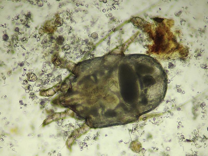 Figuras 2: Detalle de un ácaro de un ejemplar de hembra de Otodectes cynotis con un huevo en su interior.
