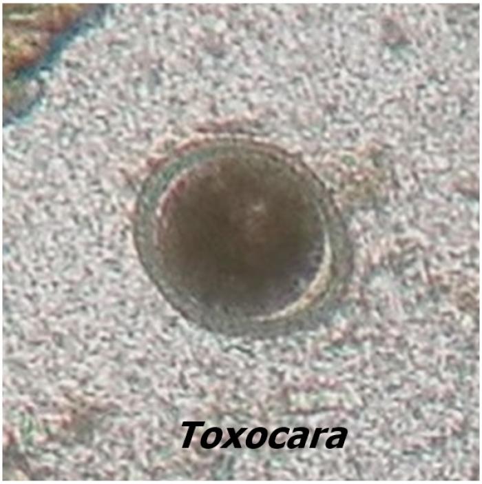 Figura 9. Toxocara. Foto realizada en Clínica Veterinaria Viñas Viejas.