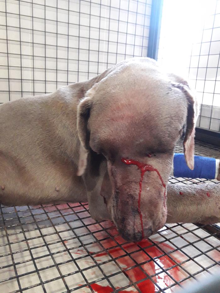 Figura 4. Paciente canino de raza Weimaraner con abundante sangrado en la región de la cabeza para el cual se confirmó un accidente ofídico por Bothrops spp.