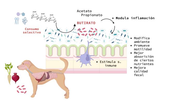 Figura 1. Esquema del efecto entre prebióticos y probióticos sobre la salud gastrointetinal. Created in BioRender. Carpintero, K. (2025) https://BioRender.com/w52m755 por Karina Cosío.
