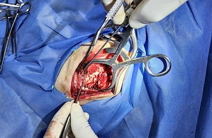 Figura 2. Vista de slot ventral C2-C3.