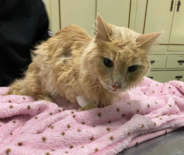 Figura 1. En memoria a mi paciente Proton.