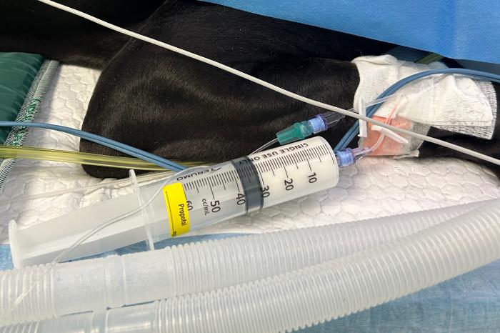 Figura 1. Administración de propofol en un paciente canino. Tras la inducción anestésica una fracción significativa del fármaco preparado no será utilizada y acabará siendo desechada, lo que pone de manifiesto la necesidad de optimizar la dosis preparada para reducir el desperdicio y su impacto ambiental.
