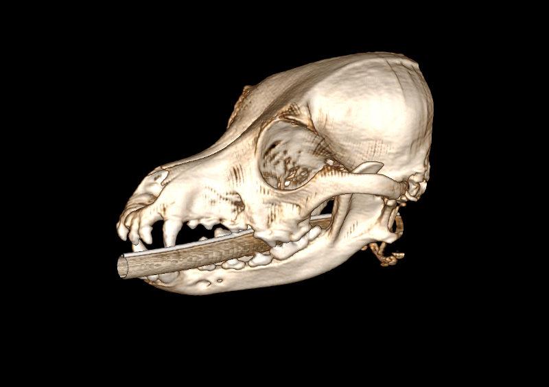 Reconstrucción volumétrica del cráneo de un perro